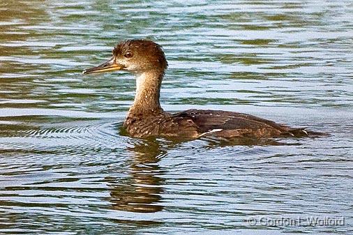 Juvenile Hooded Merganser_51207.jpg - Photographed at Lindsay, Ontario, Canada.